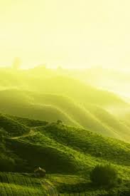 You can also upload and share your favorite among trees wallpapers. Tree Plantation Free Stock Photos Download 12 423 Free Stock Photos For Commercial Use Format Hd High Resolution Jpg Images