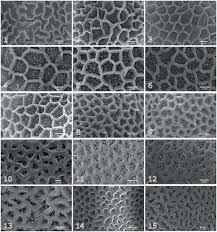 Image result for Impatiens psychadelphoides