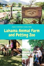 This Maui Animal Farm Is Filled With Tiny Animals Farm Animals Farm Tour Farm