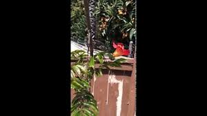 Image result for Fernandoa magnifica