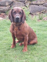 Image result for anglický barvář