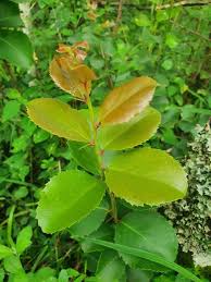 Image result for Scolopia