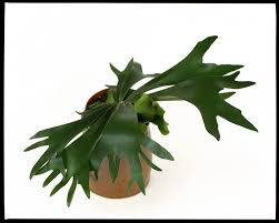 Image result for parožnatka Platycerium