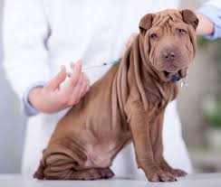 4 ways to find cheaper puppy vaccinations. Low Cost Pet Vaccinations Saving Money On Your Dog S Shots