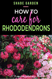 Rhododendron Care How To Grow Beautiful Rhododendrons And Azaleas Gardening From House To Home In 2020 Rhododendron Care Shade Loving Shrubs Plants Under Trees