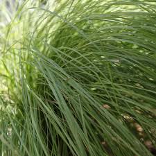Image result for Eragrostis curvula