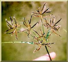 Image result for Cyperus luteus