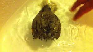 After bath time was over, it was time for a nap. Baby Owl Taking A Bath In The Sink Youtube