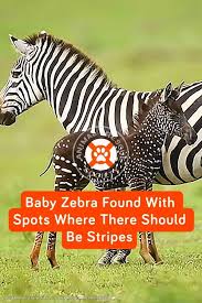 Zebras the relatives of horses having grey or black strips on overall white body are the animals that can be easily found in african countries such as namibia, south africa, angola, kenya and ethiopia. Baby Zebra Found With Spots Where There Should Be Stripes Baby Zebra Zebra Stripes