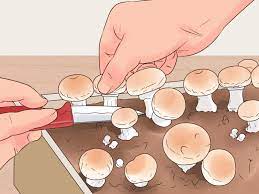 The best place to grow these mushrooms is on a deep tray that can be covered with the mushroom growing components like dung straw etc. How To Grow White Button Mushrooms 13 Steps With Pictures