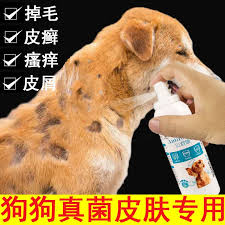 Cortisol tests to rule out cushing's syndrome, a common hormonal disorder in older dogs that is often accompanied by skin problems; Dog Fungus Hair Removal Skin Disease Topical Medicine Eczema Dermatitis Hair Loss Itching Teddy Dog Body Ringworm To Rel Shopee Malaysia