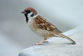 Image result for चिड़िया दाना खाती