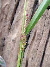 Image result for Paspalidium