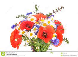 Sélection de fleurs pour votre mariage :. Fleurs De Pre Pavots De Mais Avec Des Bleuets Et Marguerite Des Pres Photo Stock Image Du Meres Fermer 37622152