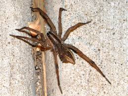 Types Of Spiders In Phoenix Contractors Termite And Pest