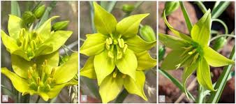 Image result for Gloriosa sessiliflora