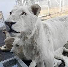 Ali From The Black Jaguar White Tiger Foundation Black Jaguar White Tiger Black Jaguar Save Animals