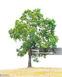 Image result for Pterocarpus indicus