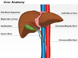 Diagram of the liver liver directed therapies for primarymetastatic hepatic malignancies clancy clark md. 0514 Liver Anatomy Medical Images For Powerpoint Presentation Powerpoint Templates Ppt Slide Templates Presentation Slides Design Idea