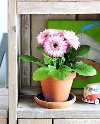 Guide And Tips How To Grow Gerberas Everything You Should Know About Care Gerbera Daisy Care Gerbera Plant Gerbera Daisy