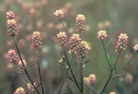 Image result for Polygala nematophylla