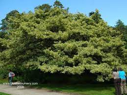 We did not find results for: Quercus Cerris Argenteovariegata Plants Small Trees Tree