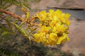 Image result for Peltophorum africanum