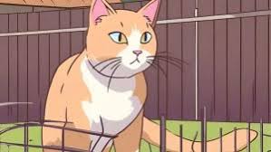 The Science Behind The Calico Cat'S Colours - Let'S Talk Science