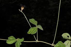 Image result for Macroptilium atropurpureum