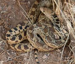 New Mexico The Illuminating Lens Snake New Mexico Species