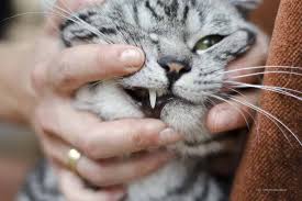 Bissverletzungen Bei Der Katze Tiermedizinportal