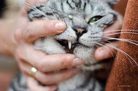 Genannte punkte sind nur mehr oder weniger ein auszug aus den faktoren, die auftreten können und werden, wenn man seine katze nachwuchs bekommen lässt. Tierfragen Haben Katzen Milchzahne Tiermedizinportal