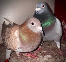 Image result for Dove Gray 1977 Hussmann