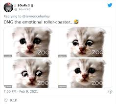 Check out our lawyer cat meme selection for the very best in unique or custom, handmade pieces from our prints shops. I Believe You Have A Filter Turned On Attorney Accidentally Shows Up With A Cat Filter On For A Zoom Court Hearing Bored Panda