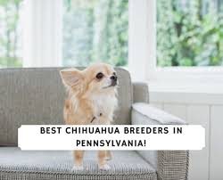 Males make equally nice pets as females. 5 Best Chihuahua Breeders In Pennsylvania 2021 We Love Doodles