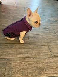 Please enjoy our french bulldogs! French Bulldog Puppies For Sale Troutville Va 312371