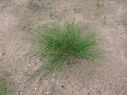 Image result for Eleocharis geniculata