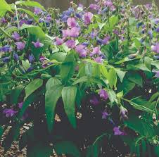 Image result for Lathyrus