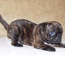 Stay updated about dogs for sale in alberta. Mark On Twitter Available Boston Pug Bugg Puppies For Sale Http T Co Bf0kpr0 Via Buggpuppy New Pics Are Finally Up Pug Puppies