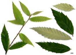 Image result for Ochthocharis