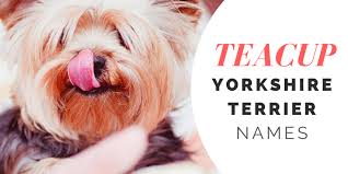 There isn't much you need to do when caring for your new puppies until you have a 6 week old yorkie ready for time away from mom. 180 Cute Yorkie Names For Your Tiny Terrier Pethelpful