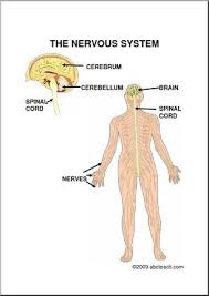 The peripheral nervous system consists of sensory neurons, ganglia (clusters of neurons) and nerves that connect the central nervous system to arms. Diagram The Nervous System Upper Elem Abcteach