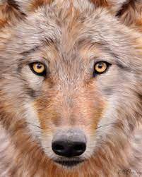 Mongolian Wolf Animals Animals Wild Animals Beautiful