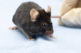 Mouse In Laboratory Scientific Experiment Aff Laboratory Mouse Experiment Scientific Ad Animals Images Animals Photography Names