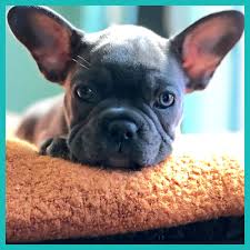 Like its sister hospital in nearby chesapeake, it draws from norfolk, suffolk and newport news, along with parts of north carolina, including edenton, elizabeth city, eure, grandy, kill devil hills, kitty hawk, moyock and nags head. Services Ballard Animal Hospital