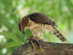 Suara burung elang garuda rajawali alap alap terbang mp3 | accipitridae mp3 duration 1:05:46 size 150.53 mb / gobuso 3. Crested Goshawk Bird Species Animals Crest