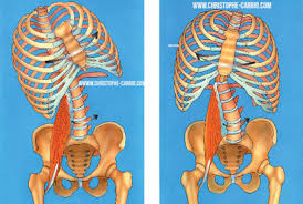 Mal De Dos Psoas Piriforme Et Douleurs Sacro Iliaques Comment S En Sortir Anatomie Du Psoas Iliaque Etirement du psoas en fente avant. anatomie du psoas iliaque