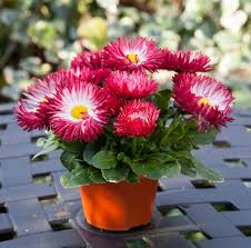 Image result for Bellis