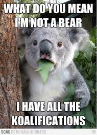 What Do You Mean I M Not A Bear Koala Meme Koala Bear Cute Animals