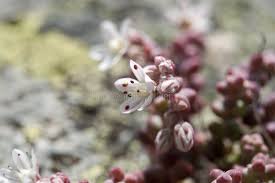 Image result for Dipcadi brevifolium